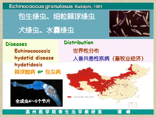 细粒棘球绦虫、曼氏迭宫绦虫