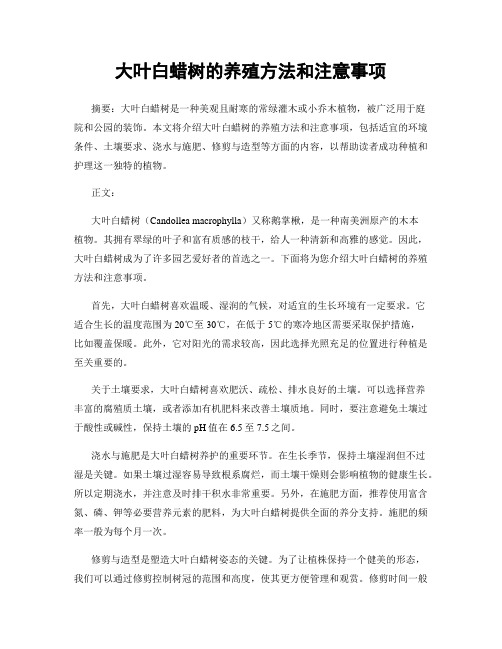 大叶白蜡树的养殖方法和注意事项