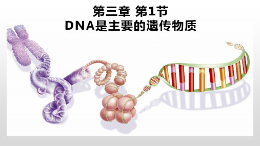 3.1DNA是主要的遗传物质课件-高一下学期生物人教版必修2(1)