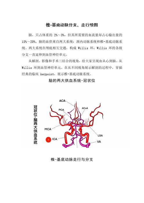 椎-基底动脉分支、走行绘图