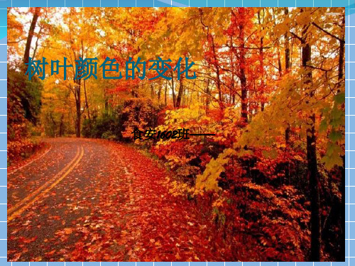 叶子的颜色变化