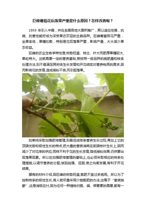 巨峰葡萄花后落果严重是什么原因？怎样改善呢？