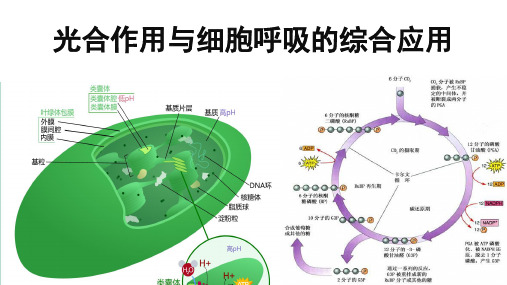 光合作用和细胞呼吸的综合(13张PPT)