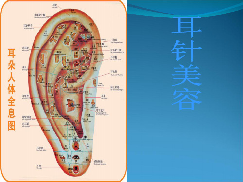 中医耳穴