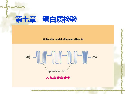 第七章 蛋白质检验