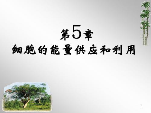 人教版高一生物必修一5.1降低化学反应活化能的酶教学课件 (共27张PPT)