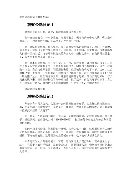 观察公鸡日记
