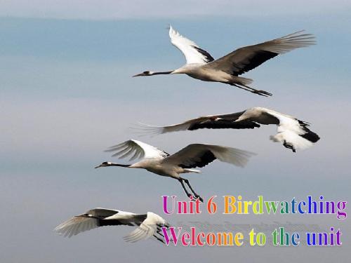 牛津译林版英语八年级上册课件:unit6birdwatching welcome to theunit