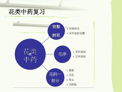 果实种子类中药鉴定ppt课件