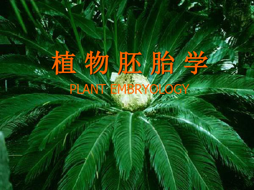 植物胚胎学的发展和成就