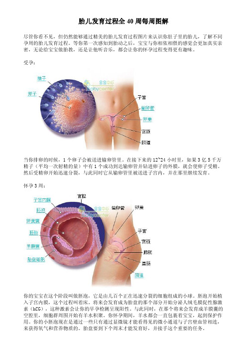 胎儿发育过程全40周每周图解