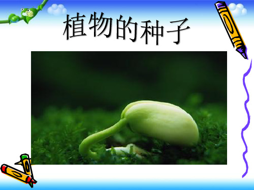 人教版三年级下册科学科《植物的种子》 (共16张PPT)