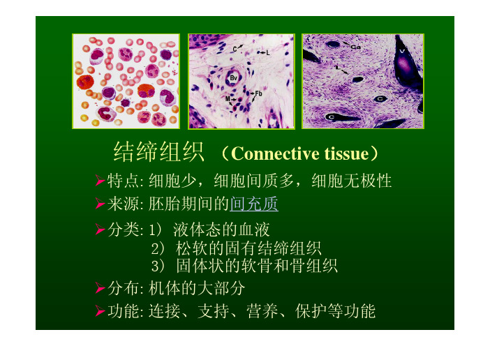 结缔组织