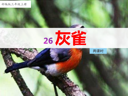 新部编版小学三年级语文上册26、《灰雀》教学课件(两课时)