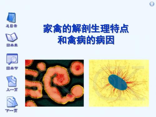 家禽的解剖生理特点和禽病的病因