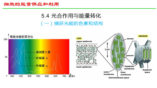 光合作用与能量转化第1课时课件-高一生物人教版必修1