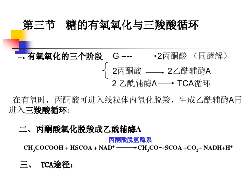 糖代谢TCA-2