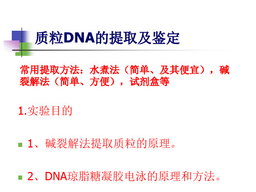 质粒DNA的提取及鉴定