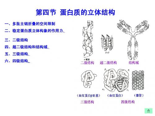 生物化学_03(2) 蛋白质化学