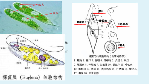 水生生物学水生生物学28