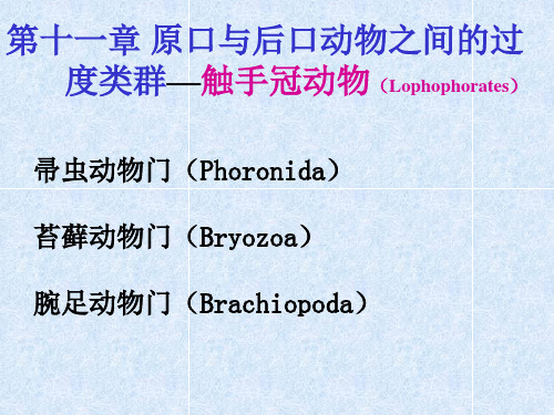 第十一、二章 棘皮动物门