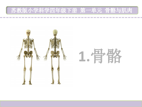 小学科学【苏教版】骨骼PPT教学课件2