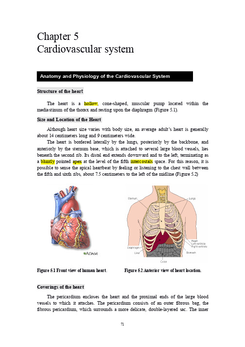 医学专业英语上册(第五章)chapter 5 Cardiovascular   system