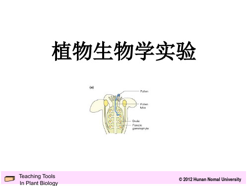 植物学实验