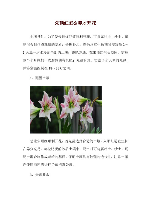 朱顶红怎么养才开花