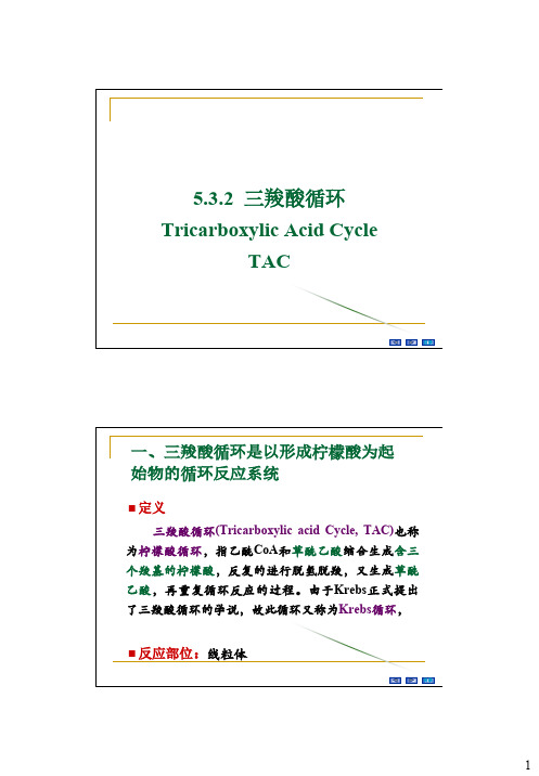 5.3.2三羧酸循环