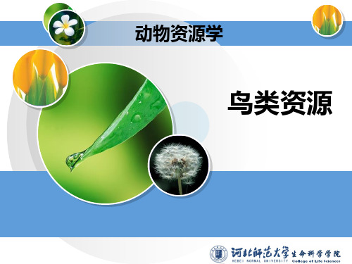 5鸟类资源