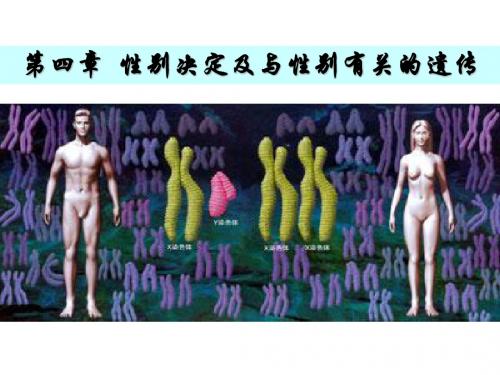 第4章 性别决定及与性别有关的遗传