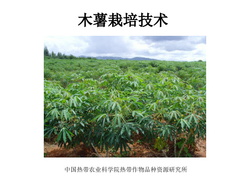 木薯栽培技术