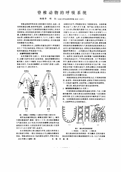 脊椎动物的呼吸系统