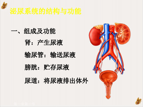 泌尿系统疾病概述ppt