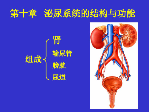 生理学-泌尿系统