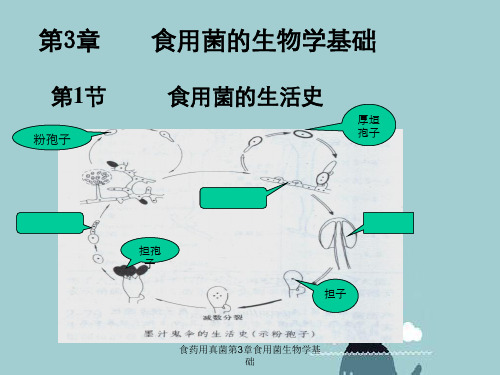 食药用真菌第3章食用菌生物学基础