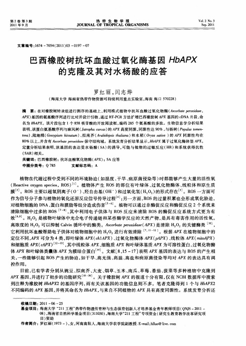巴西橡胶树抗坏血酸过氧化酶基因HbAPX的克隆及其对水杨酸的应答
