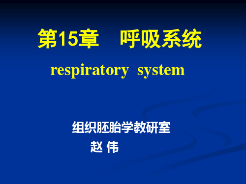 组织学与胚胎学 第15章呼吸系统 