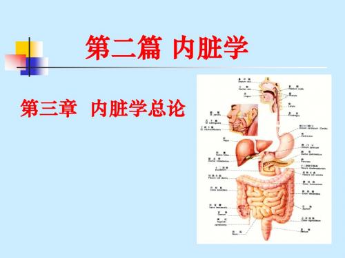 第二篇 内脏学