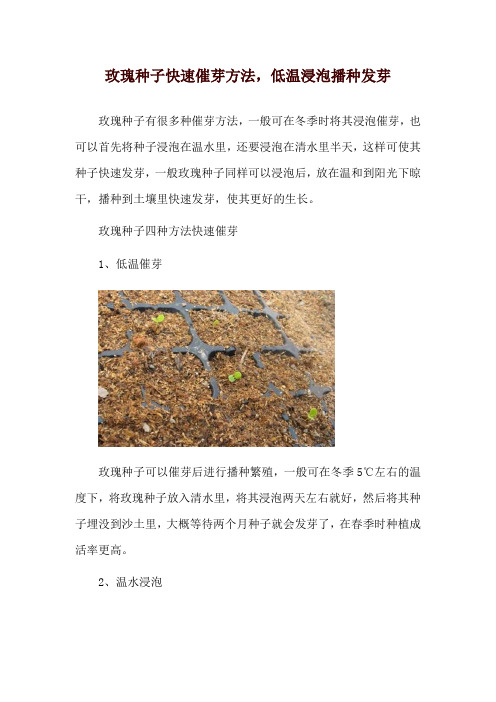 玫瑰种子快速催芽方法,低温浸泡播种发芽