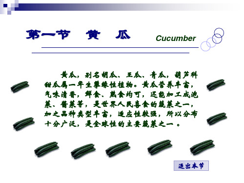 蔬菜栽培学第五章第一节黄瓜