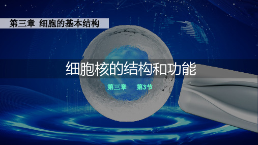 细胞核的结构和功能课件(共24页PPT1份视频)人教版必修一