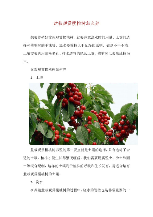 盆栽观赏樱桃树怎么养