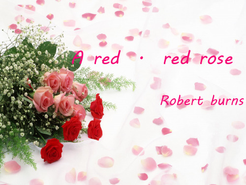 red red rose解析