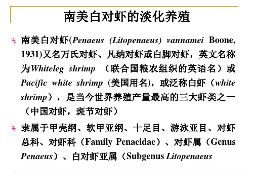 河蚌养殖课件 南美白对虾的养殖-11