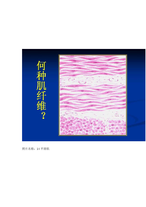 组培切片