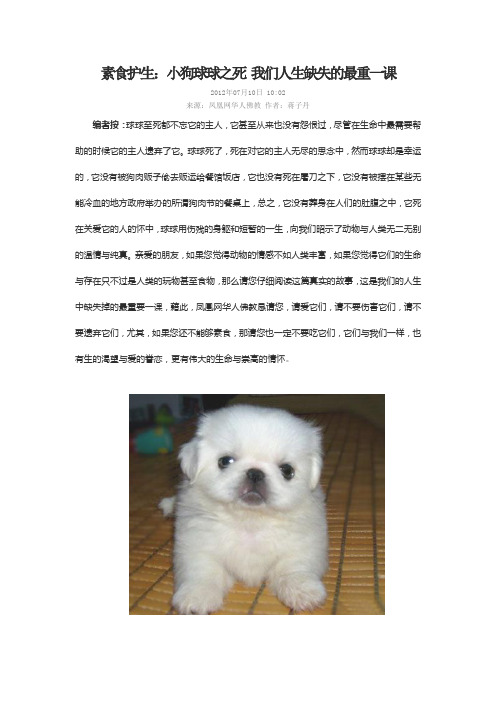 素食护生:小狗球球之死 我们人生缺失的最重一课