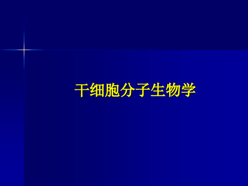 干细胞分子生物学ppt课件