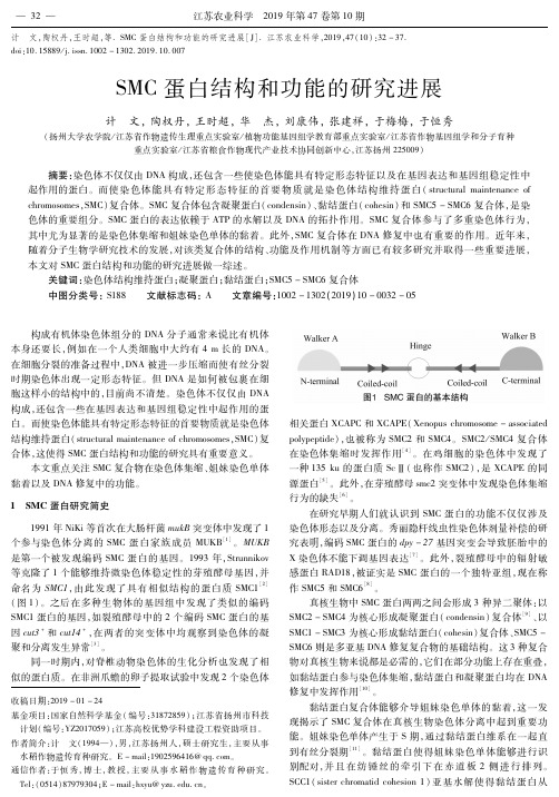 SMC蛋白结构和功能的研究进展